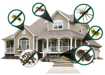 Residential rodent control in Dubai
