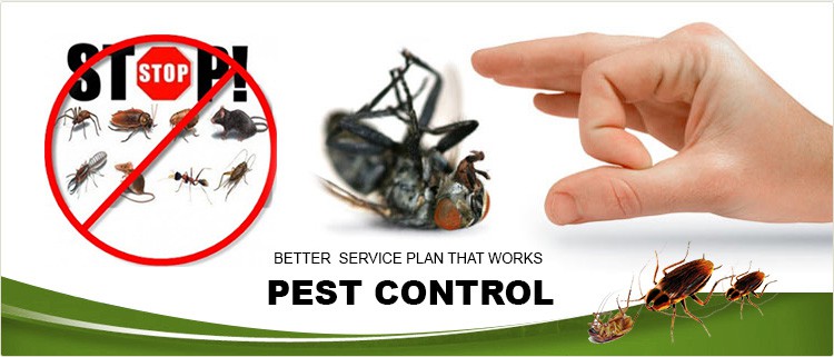 Providing Fast, Safe and Effective Pest Control in Dubai